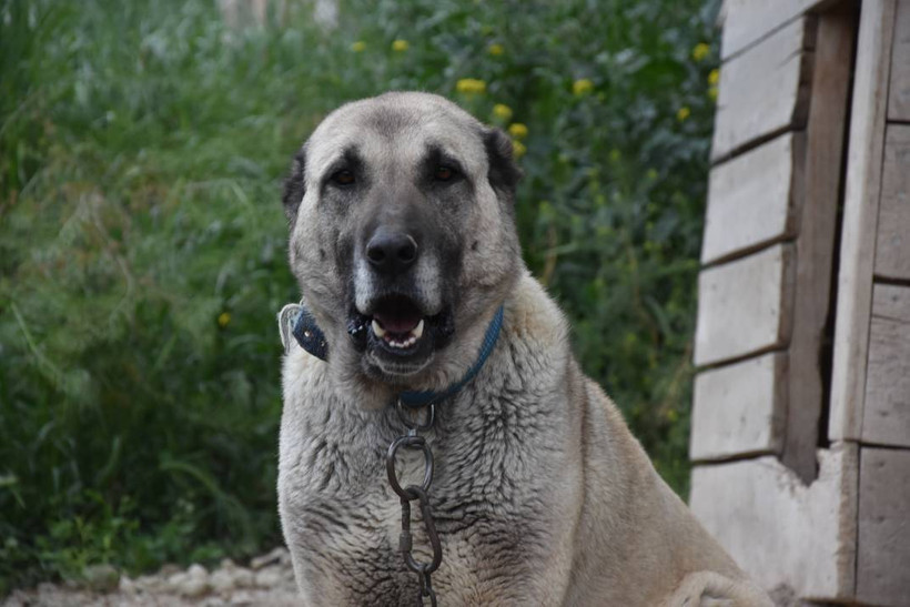 İklim krizi Kangal köpeklerini de etkiledi: Doğum oranı yüzde 50 düştü - Resim: 2